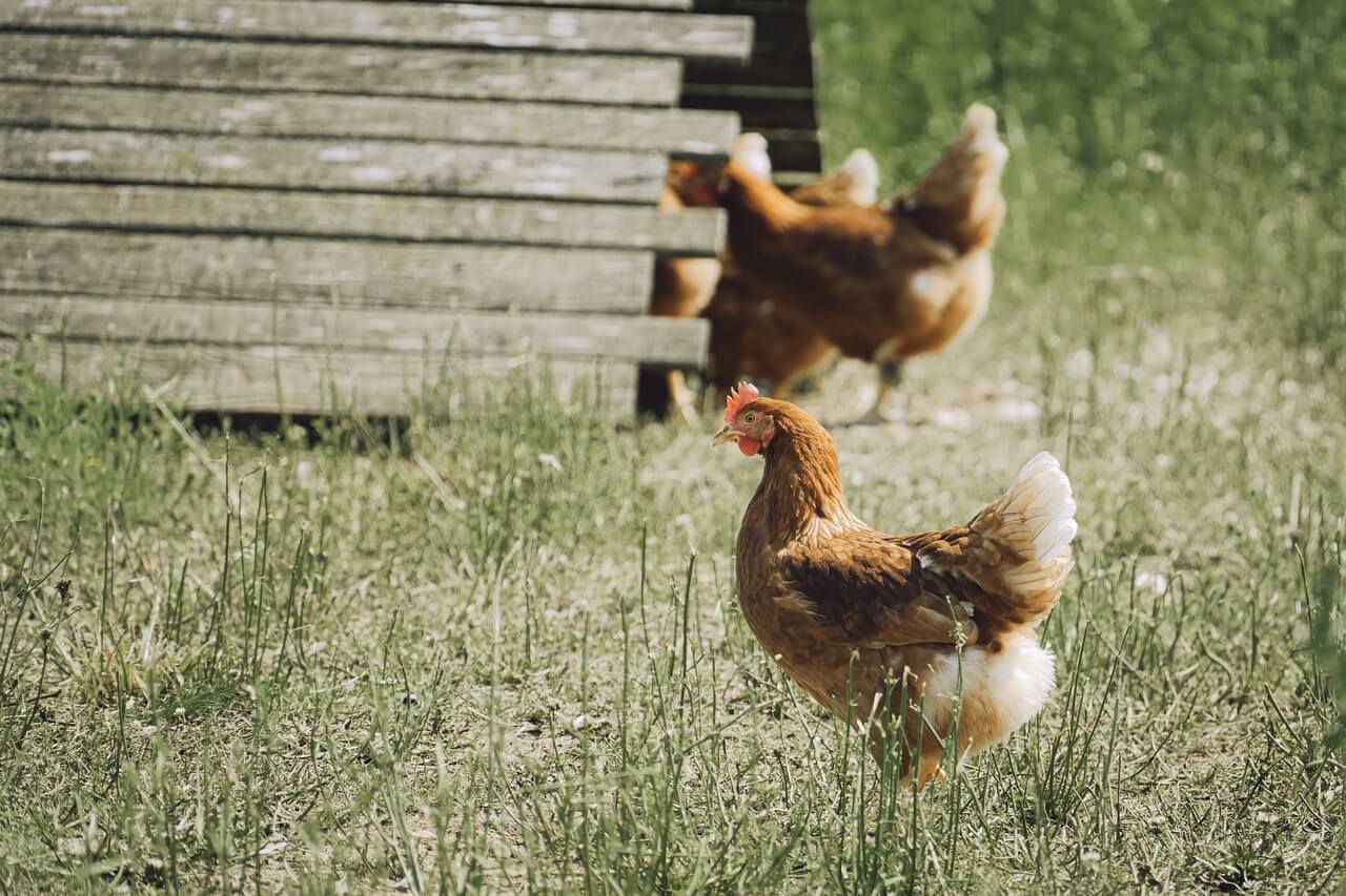 Poules en liberté