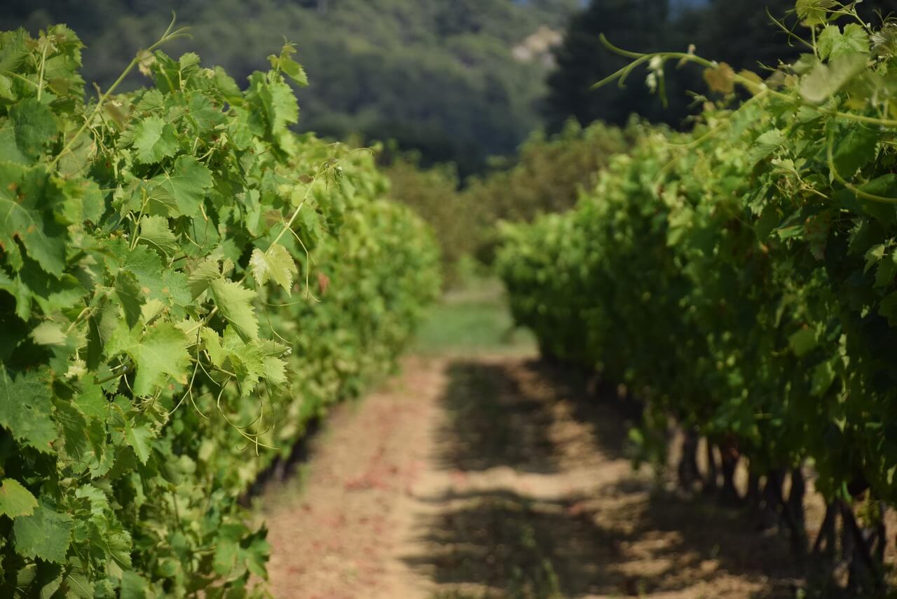 Vignes de la Ferme des Capelles