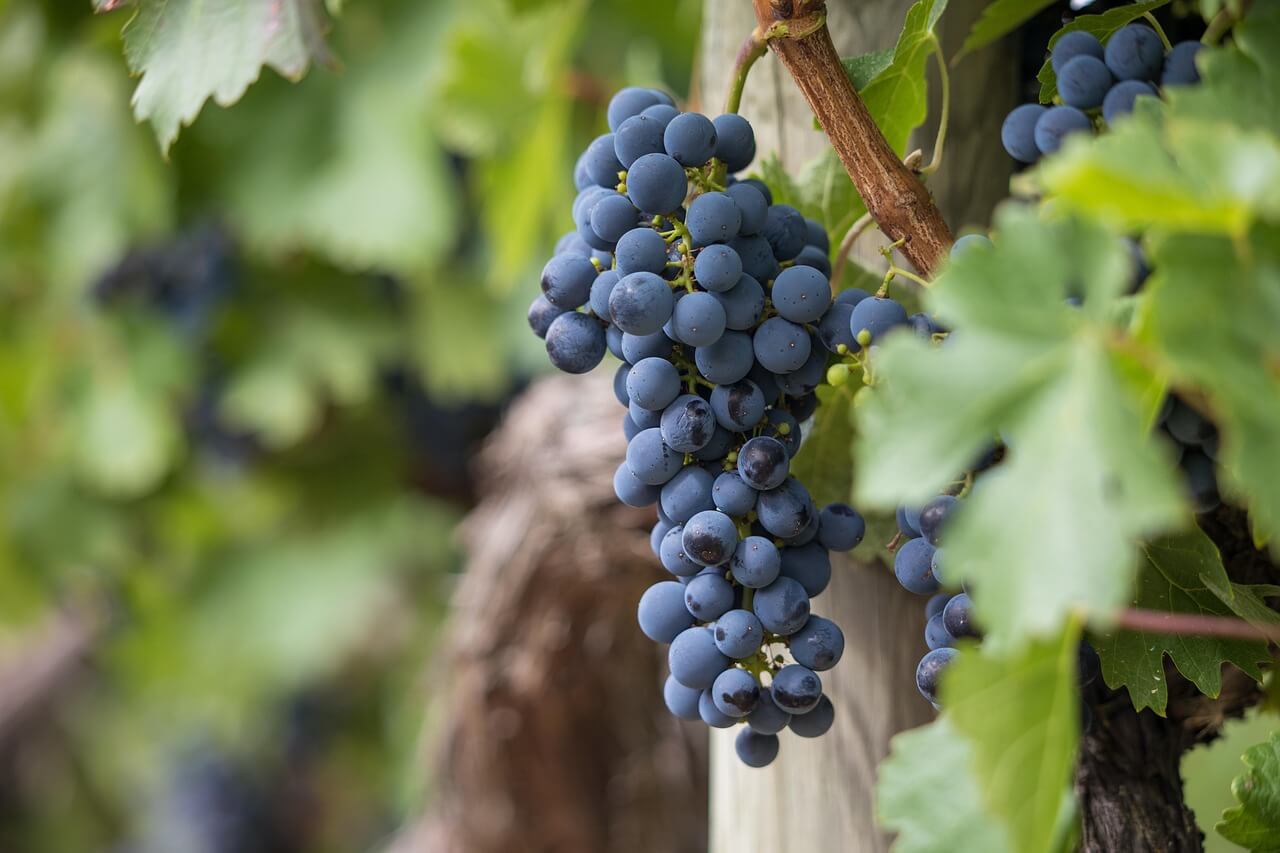 Vignoble en Provence